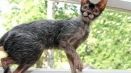 Lika cat или cat-blade